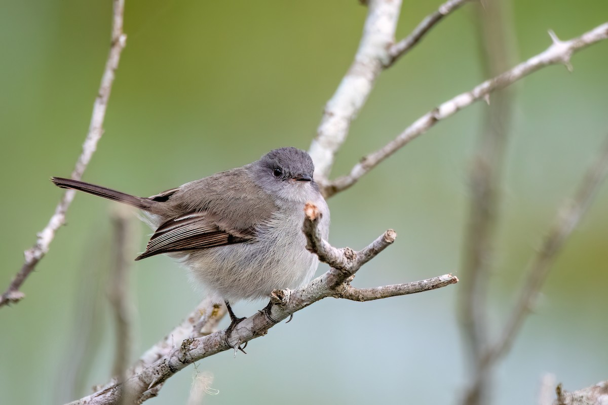 Sooty Tyrannulet - ML642382708