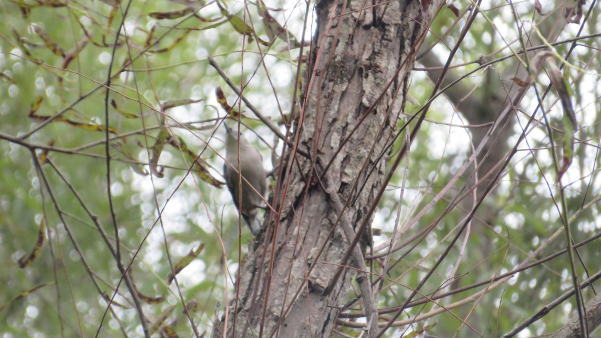 White-breasted Nuthatch - ML642382709