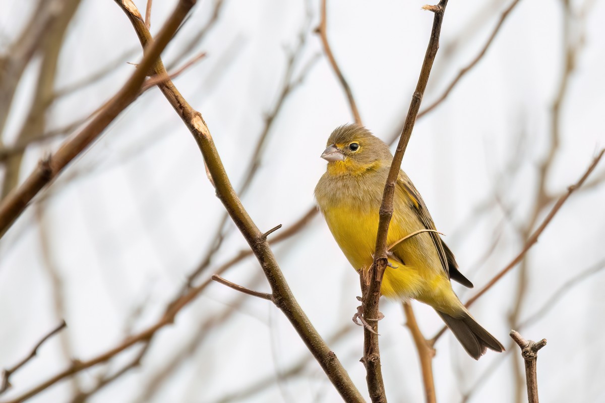 Grassland Yellow-Finch - ML642382711