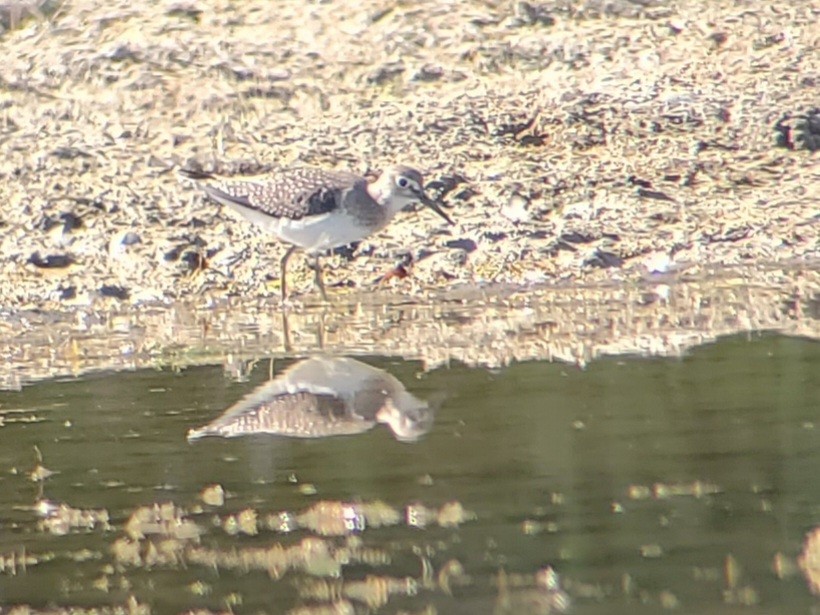 Solitary Sandpiper - ML642382721