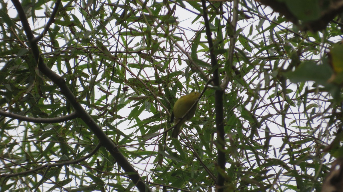 Yellow Warbler - ML642382722