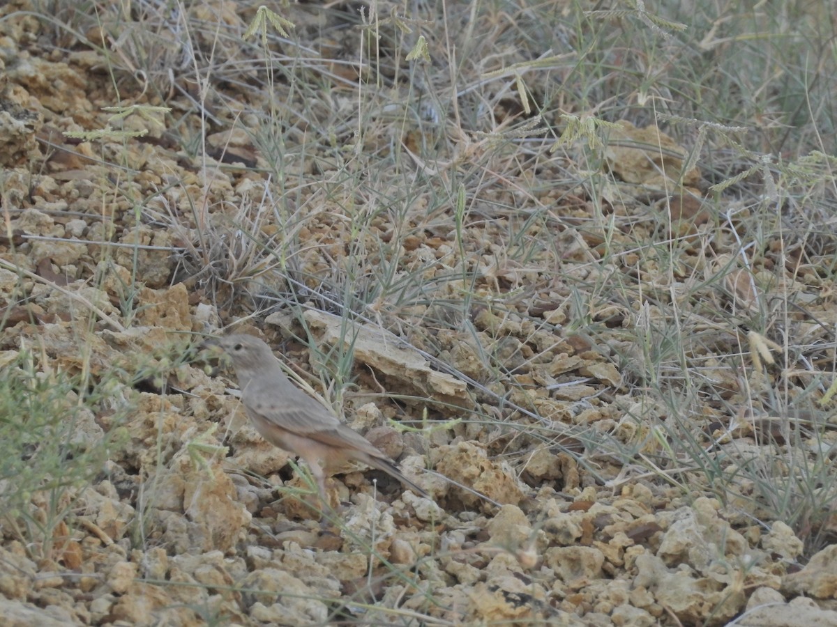 Desert Lark - ML642382725