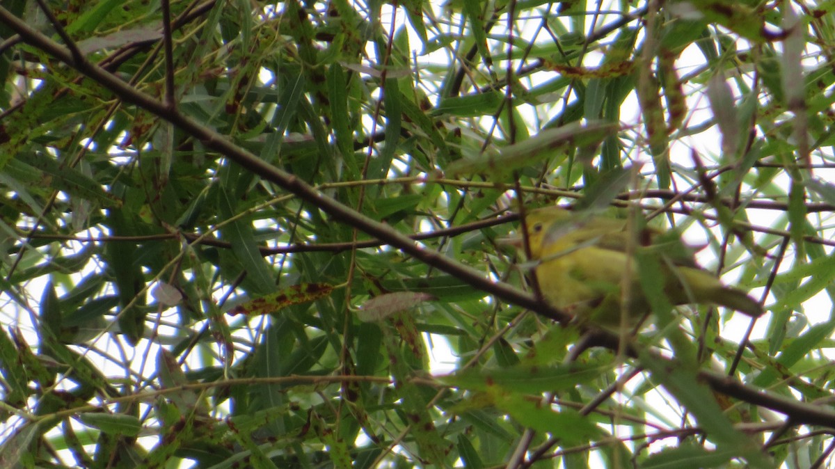 Yellow Warbler - ML642382727
