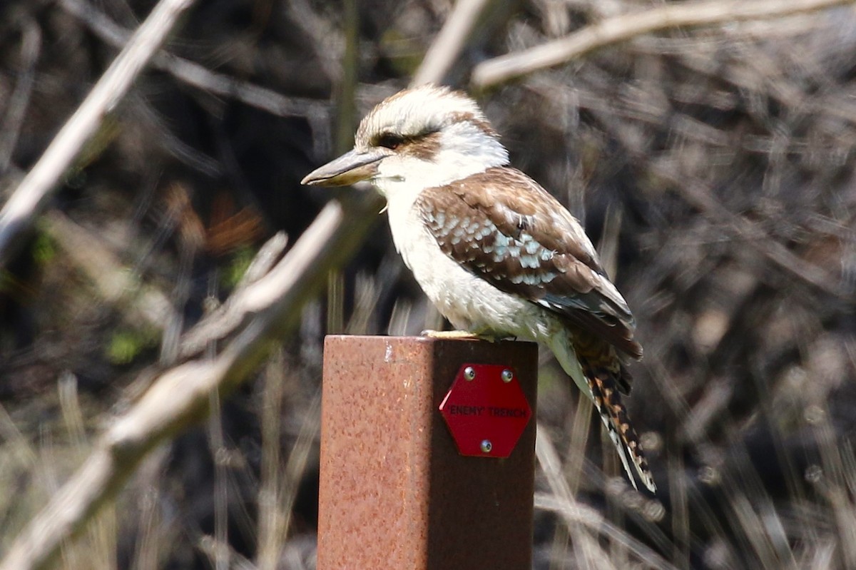 Laughing Kookaburra - ML642382729