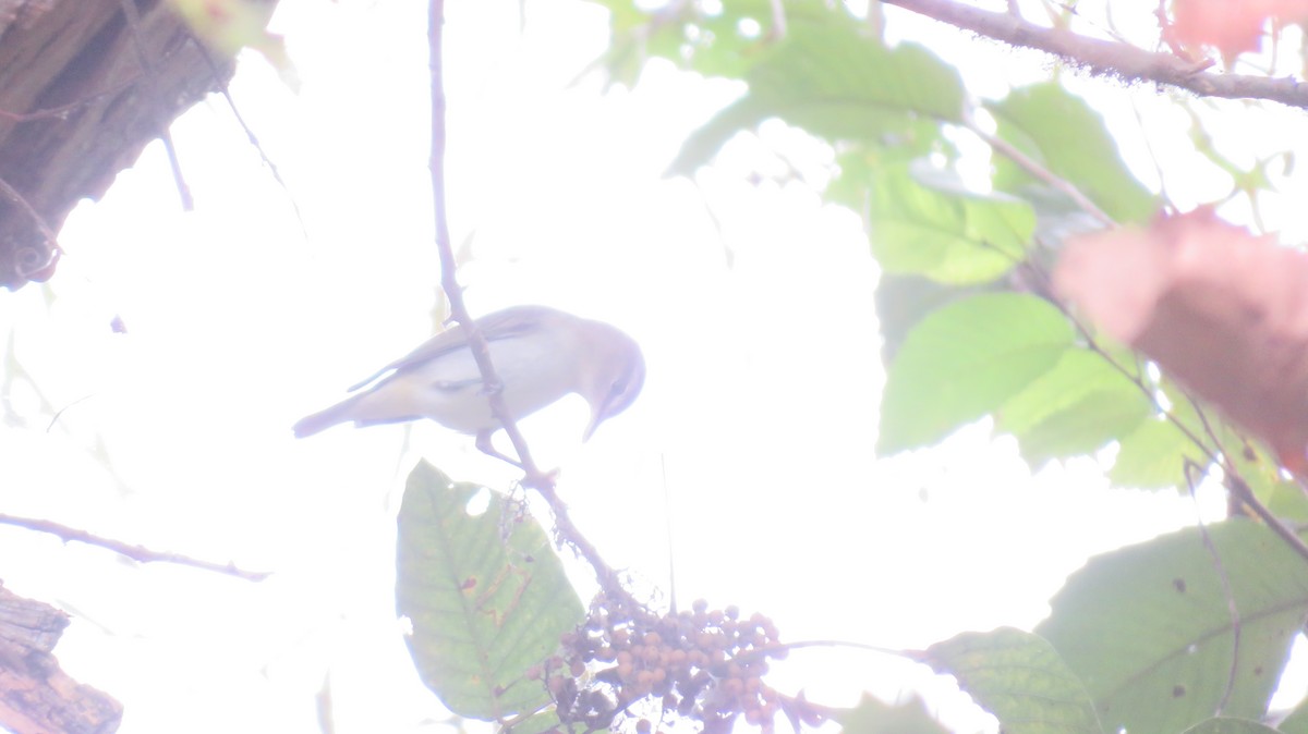 Red-eyed Vireo - ML642382730