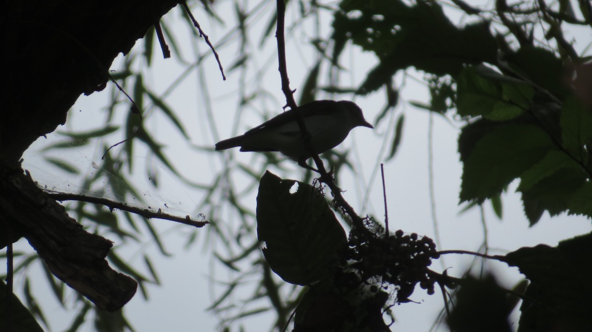 Red-eyed Vireo - ML642382731