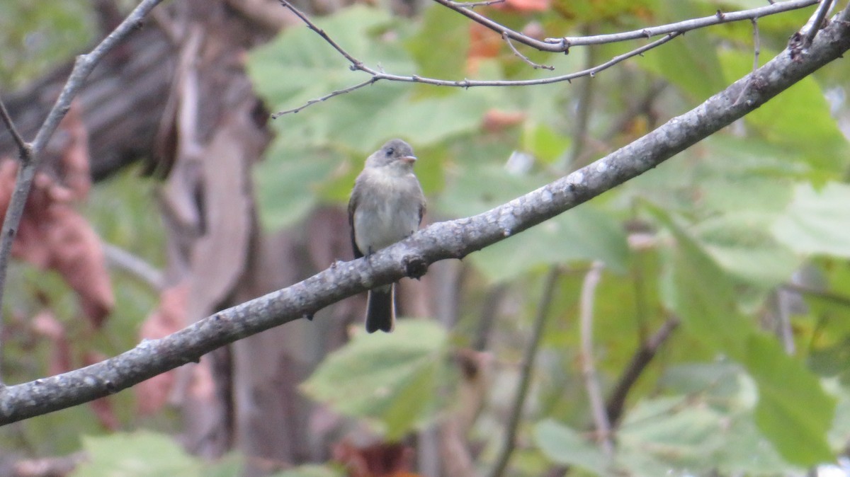 Eastern Wood-Pewee - ML642382741