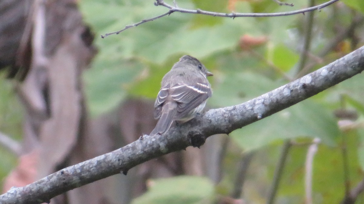 Eastern Wood-Pewee - ML642382744