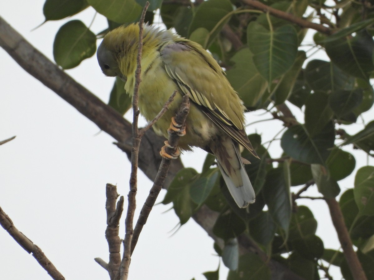 Yellow-footed Green-Pigeon - ML642382749