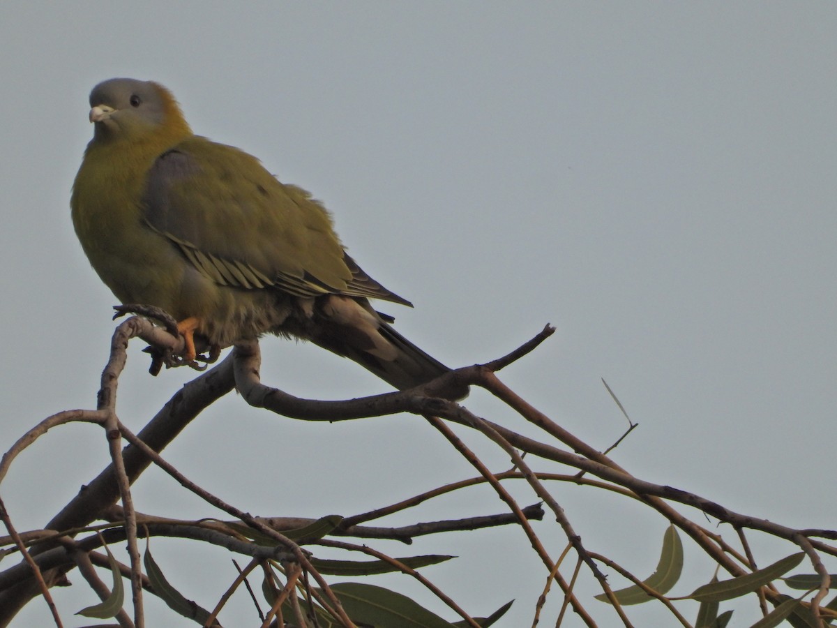 Yellow-footed Green-Pigeon - ML642382750