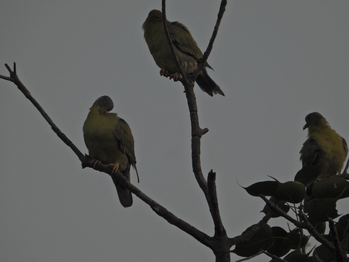 Yellow-footed Green-Pigeon - ML642382754