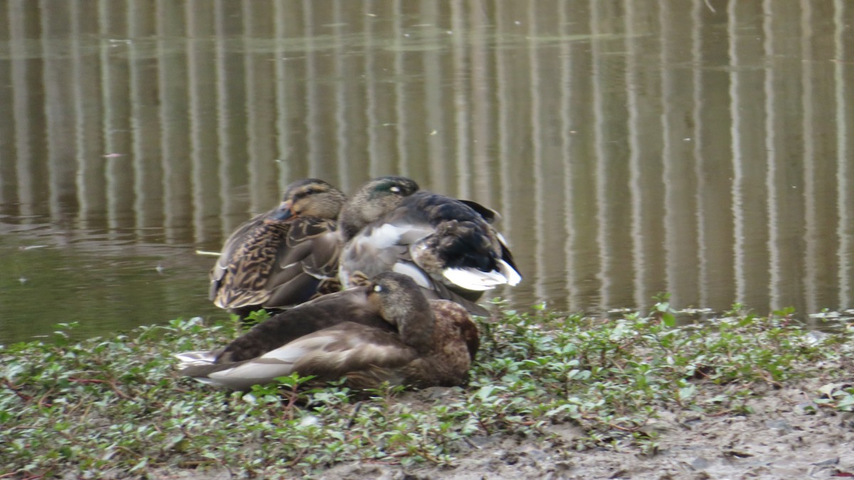 Mallard - ML642382756