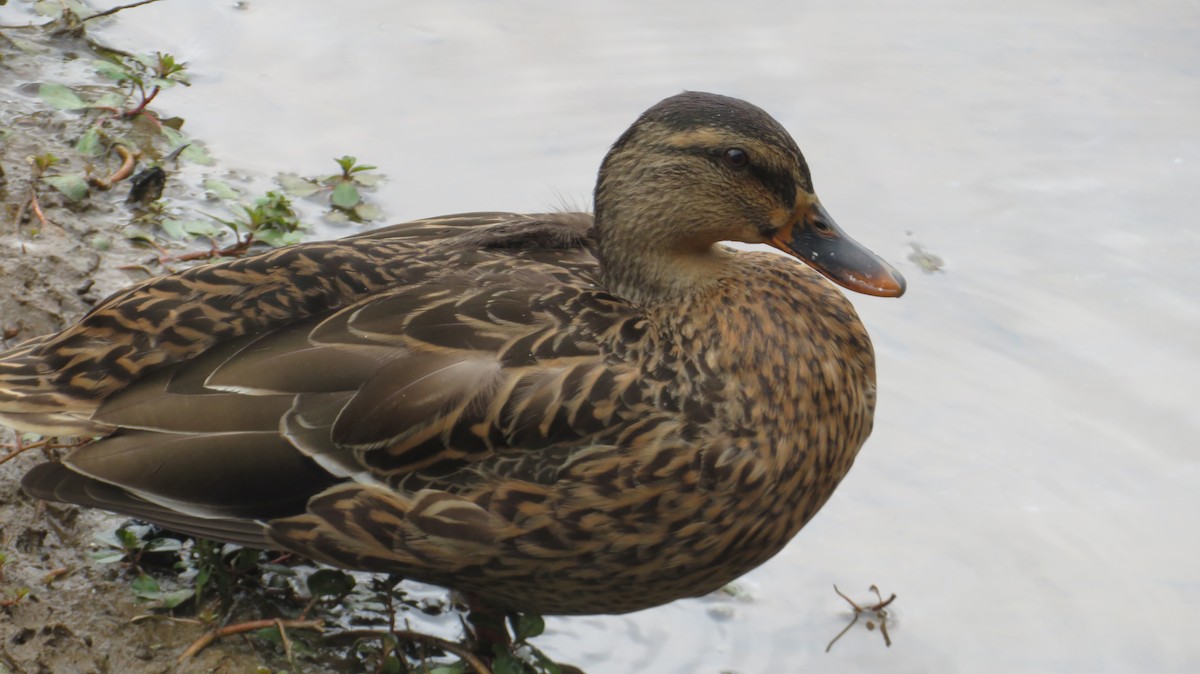 Mallard - ML642382758
