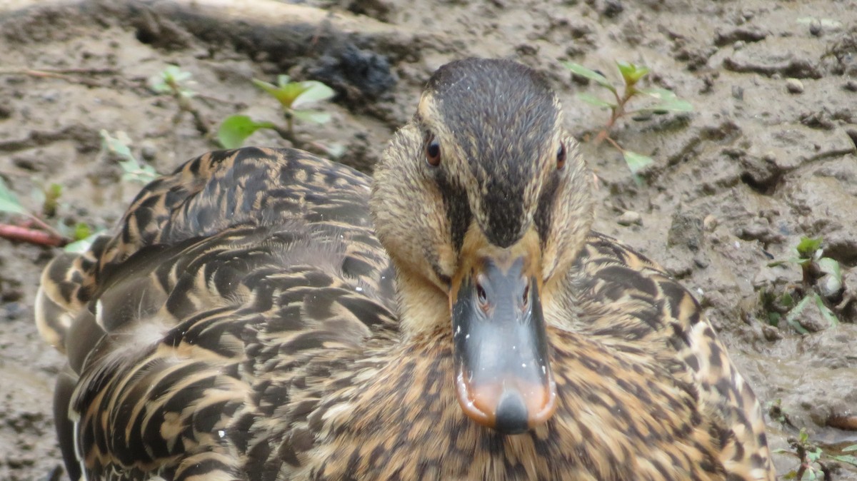 Mallard - ML642382759