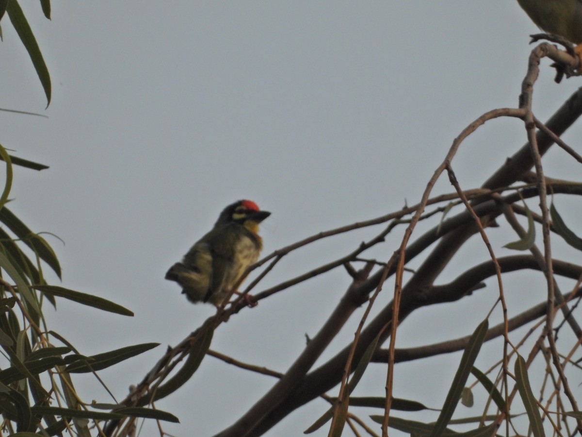 Coppersmith Barbet - ML642382764