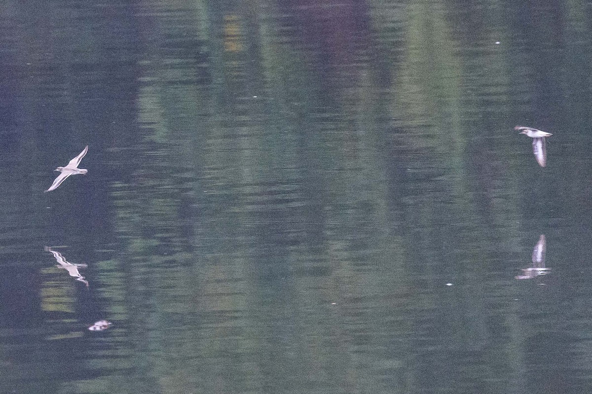 Spotted Sandpiper - ML642382790