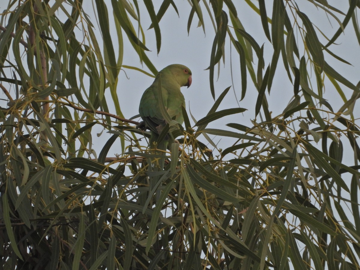 Rose-ringed Parakeet - ML642382795