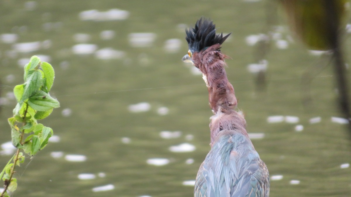 Green Heron - ML642382803