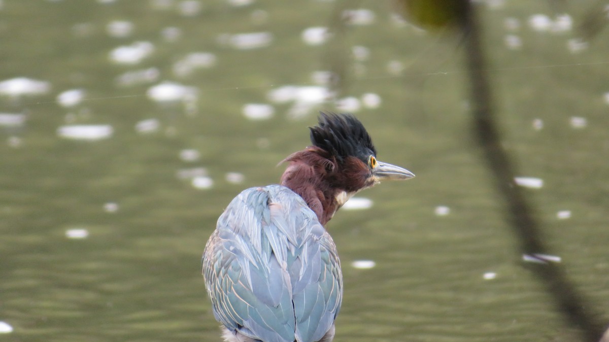 Green Heron - ML642382804