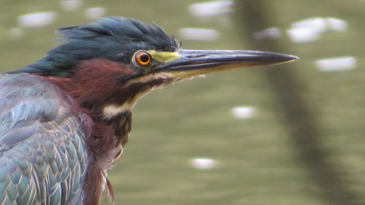 Green Heron - ML642382805