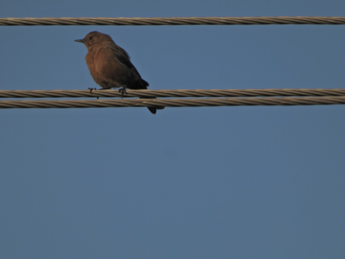 Pied Bushchat - ML642382807