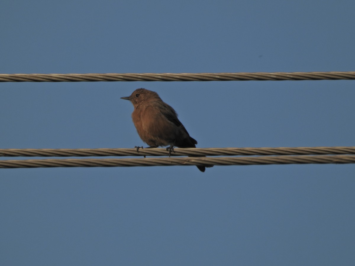 Pied Bushchat - ML642382808