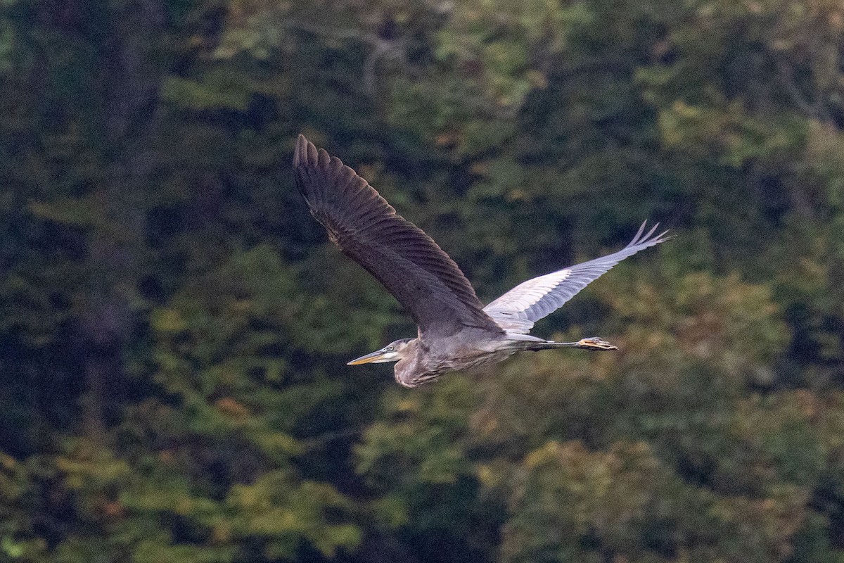 Great Blue Heron - ML642382810