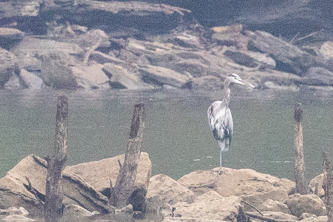 Great Blue Heron - ML642382811