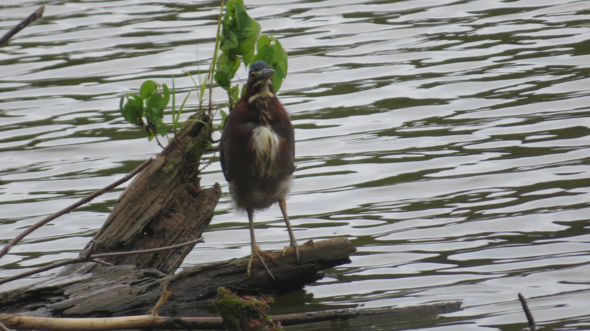 Green Heron - ML642382828