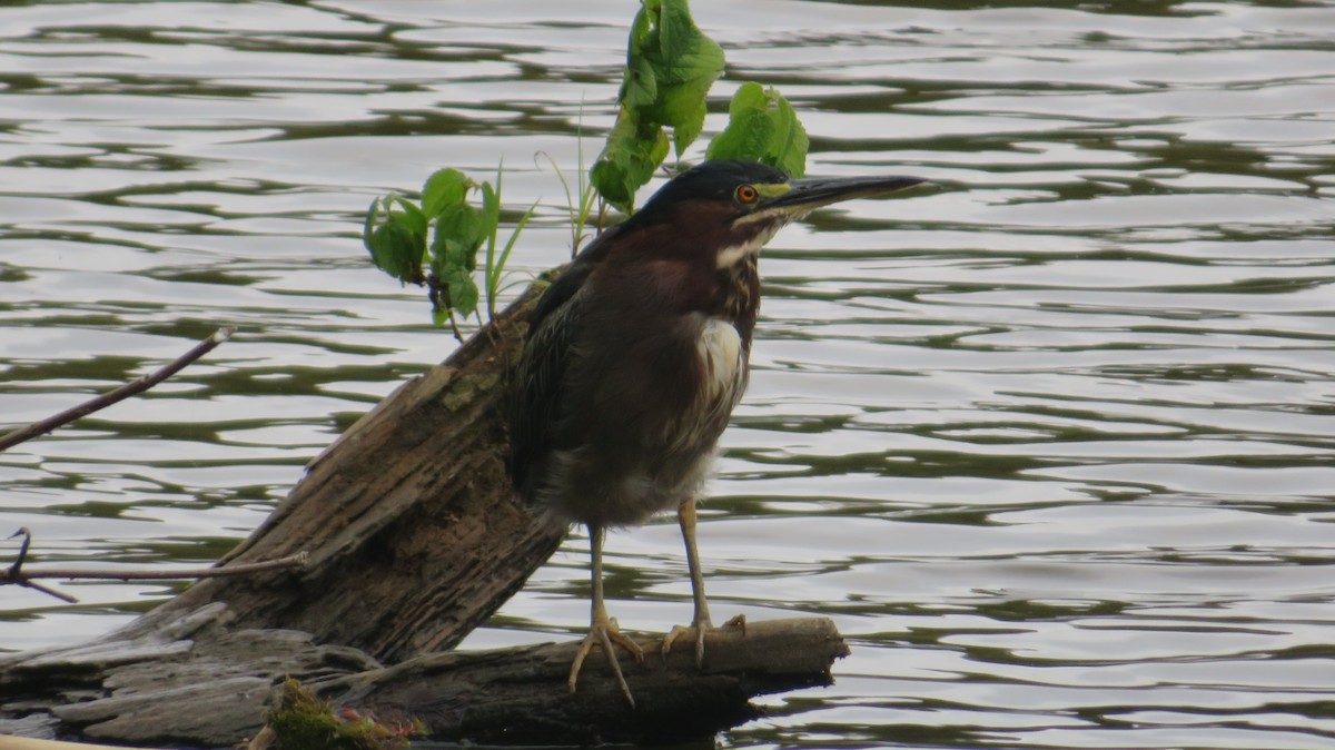 Green Heron - ML642382833
