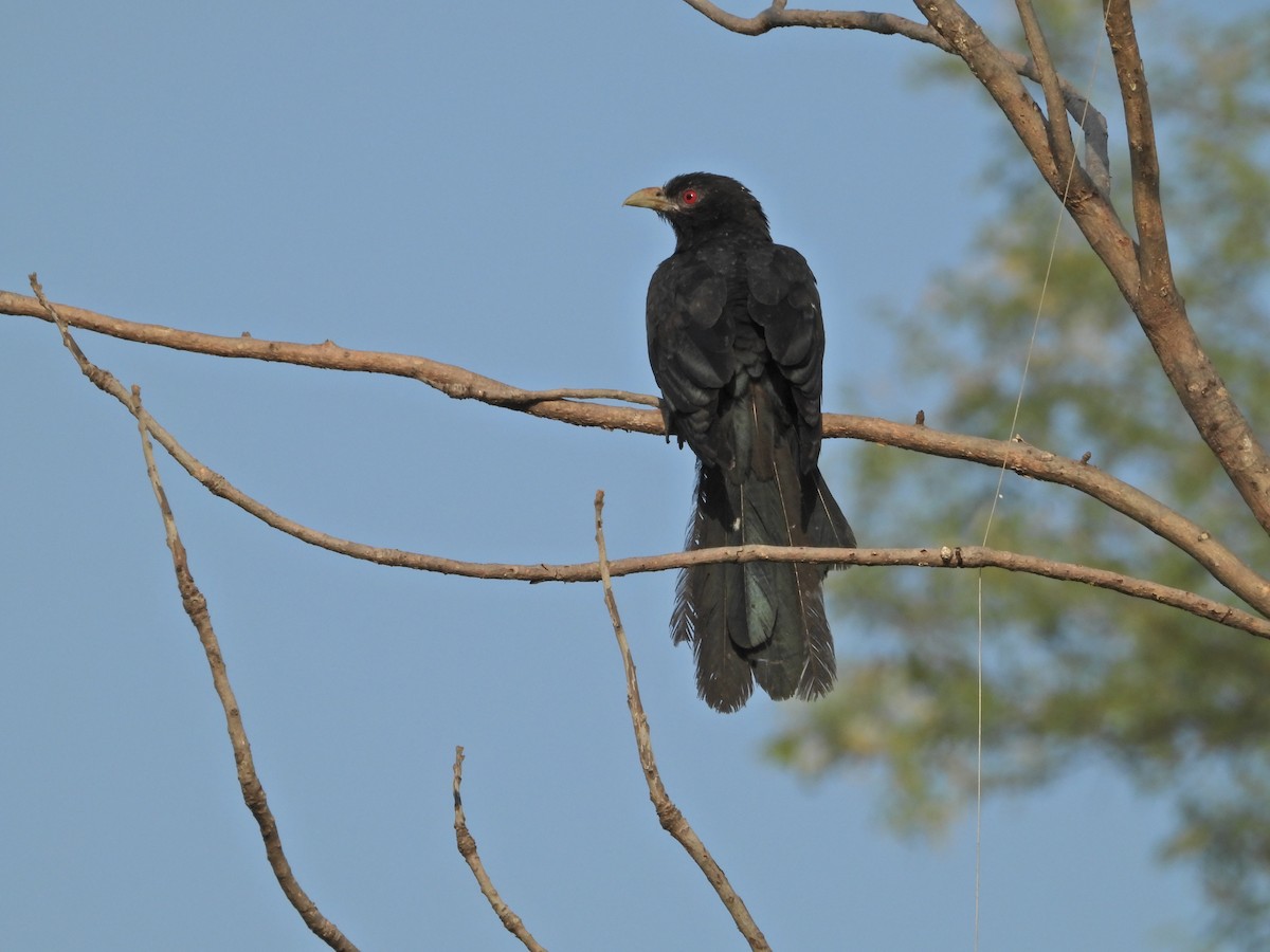 Asian Koel - ML642382838