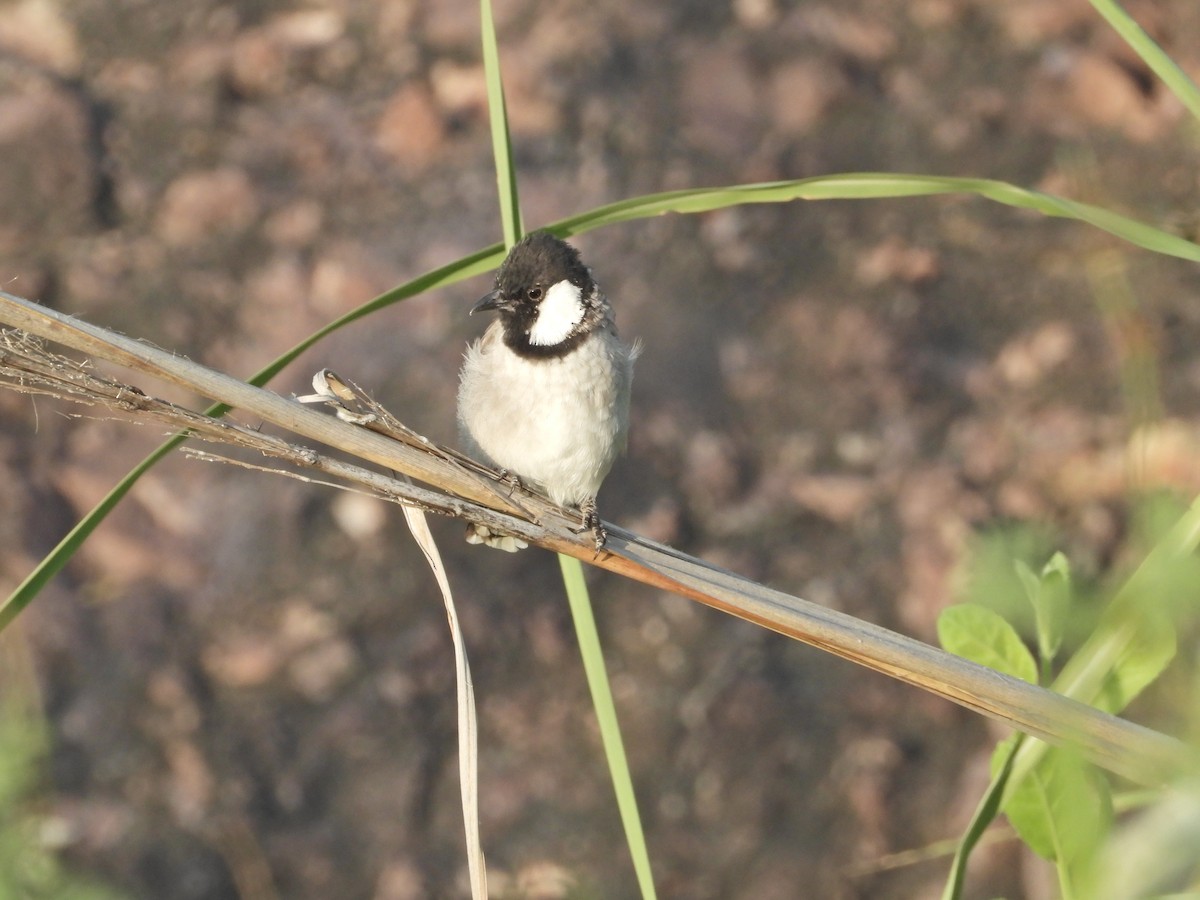 White-eared Bulbul - ML642382847