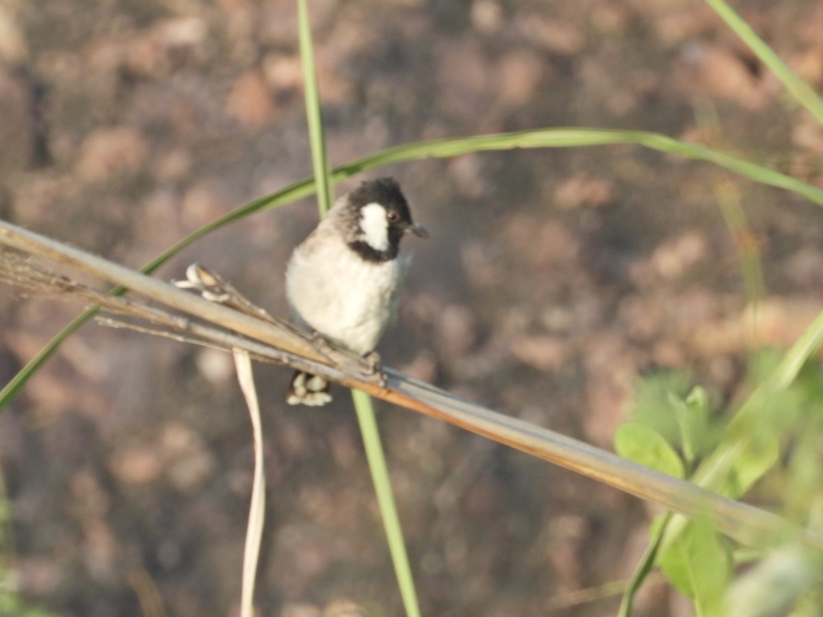White-eared Bulbul - ML642382848