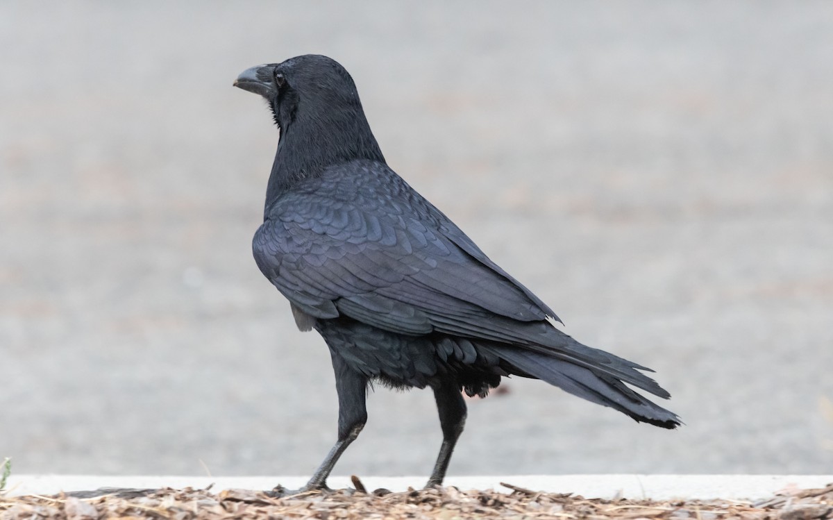 Common Raven - ML642382855
