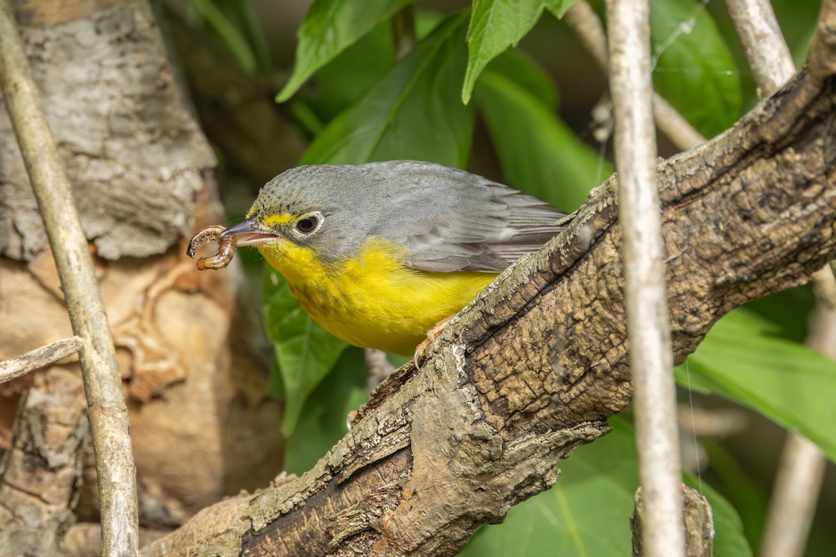 Canada Warbler - ML642382863