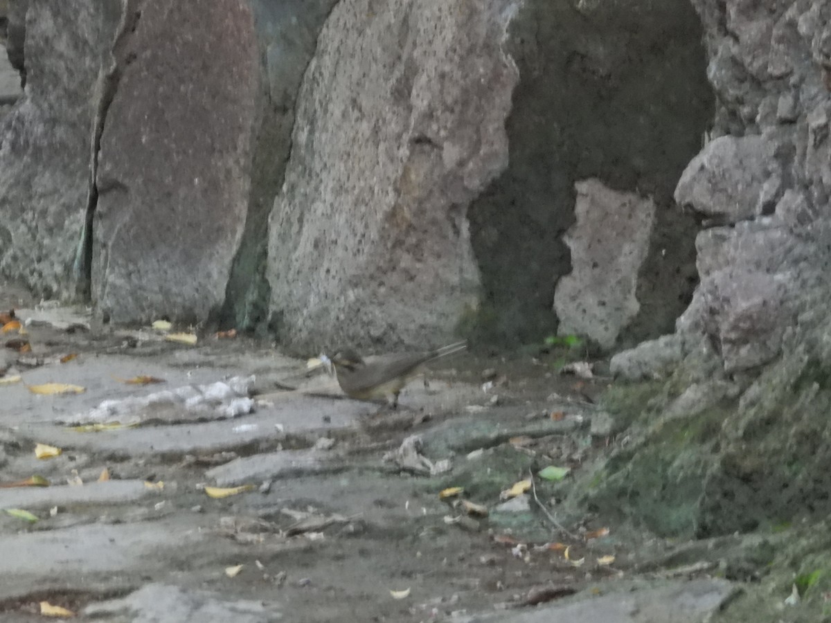 Sulphur-bellied Warbler - ML642382867