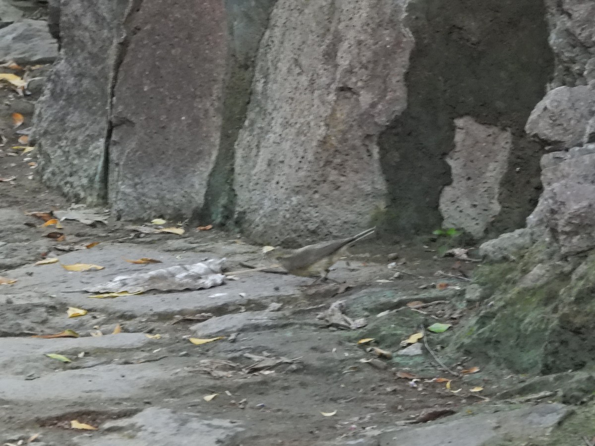 Sulphur-bellied Warbler - ML642382868