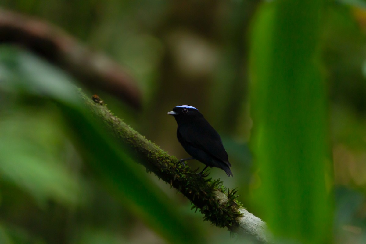 Velvety Manakin - ML642382869