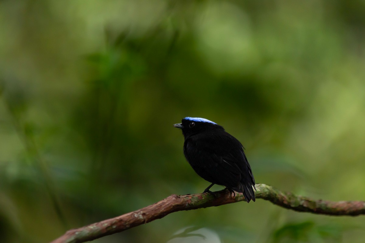 Velvety Manakin - ML642382870