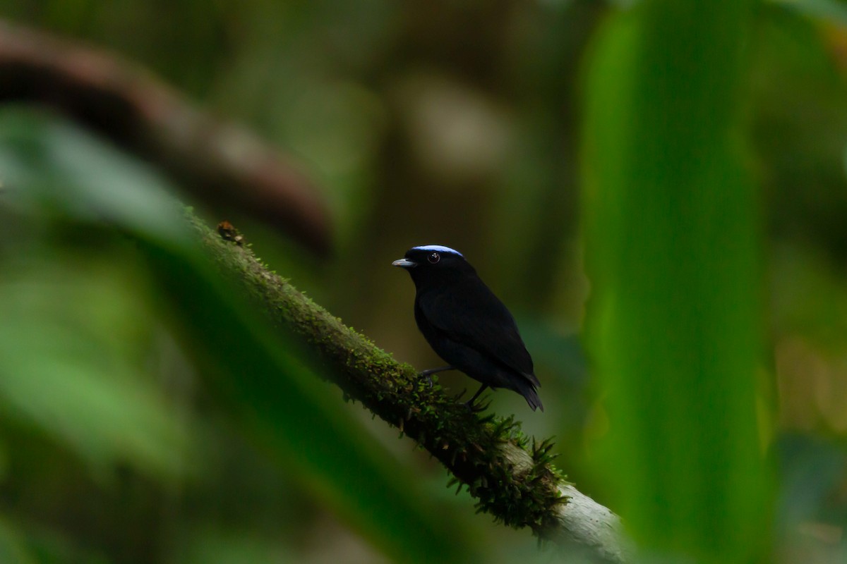 Velvety Manakin - ML642382871