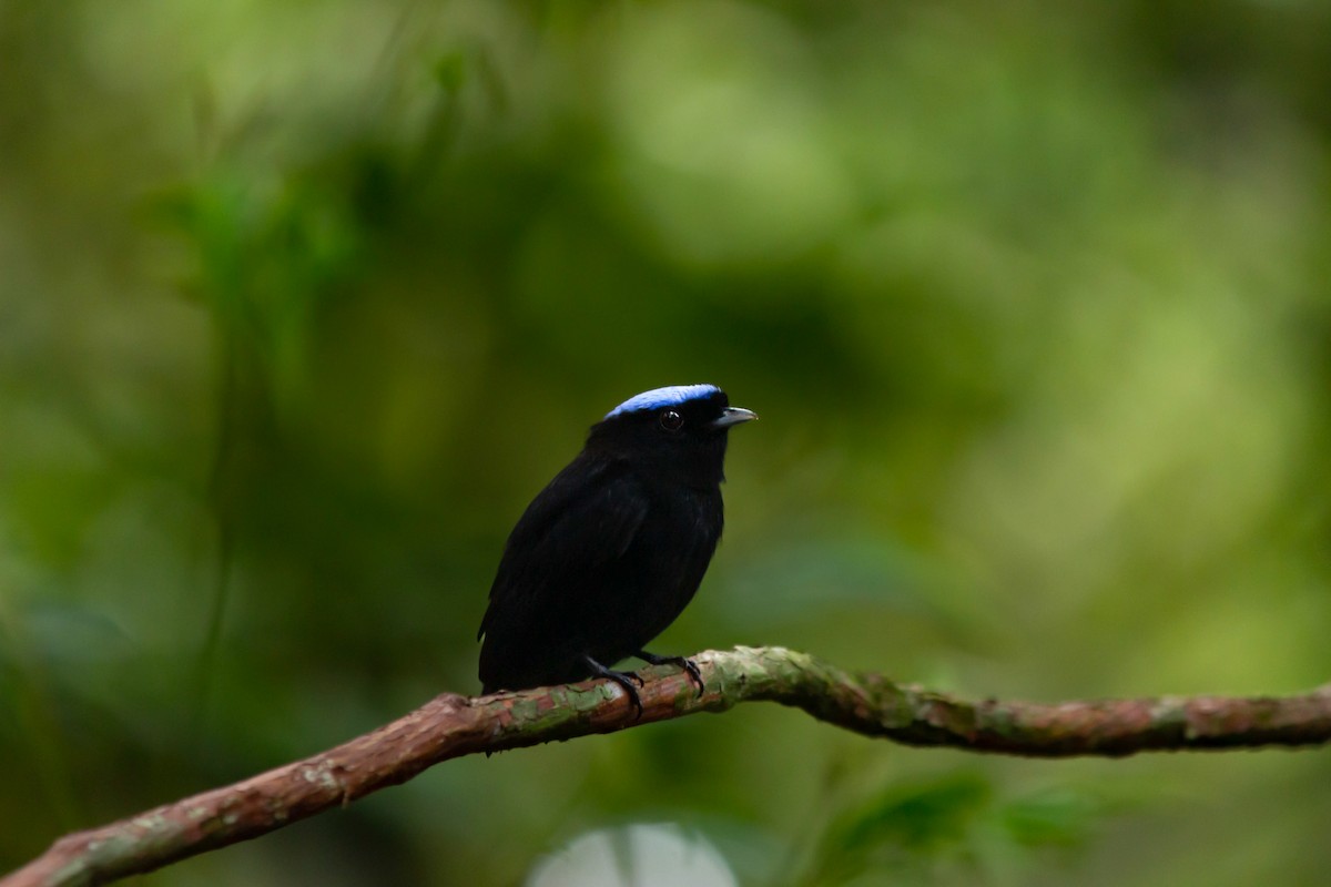 Velvety Manakin - ML642382873