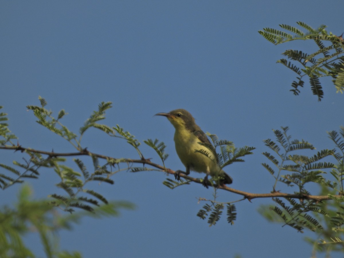 Purple Sunbird - ML642382910