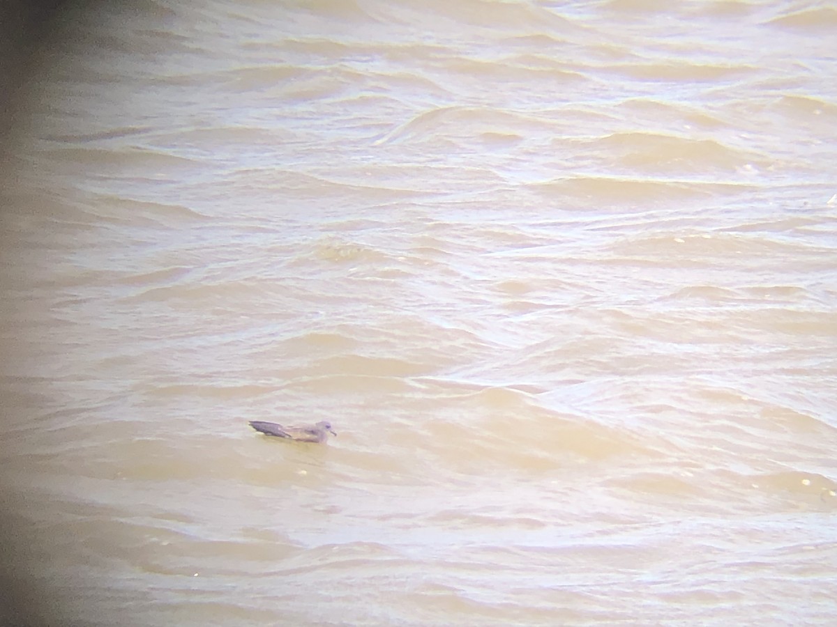 Leach's Storm-Petrel - ML642382921