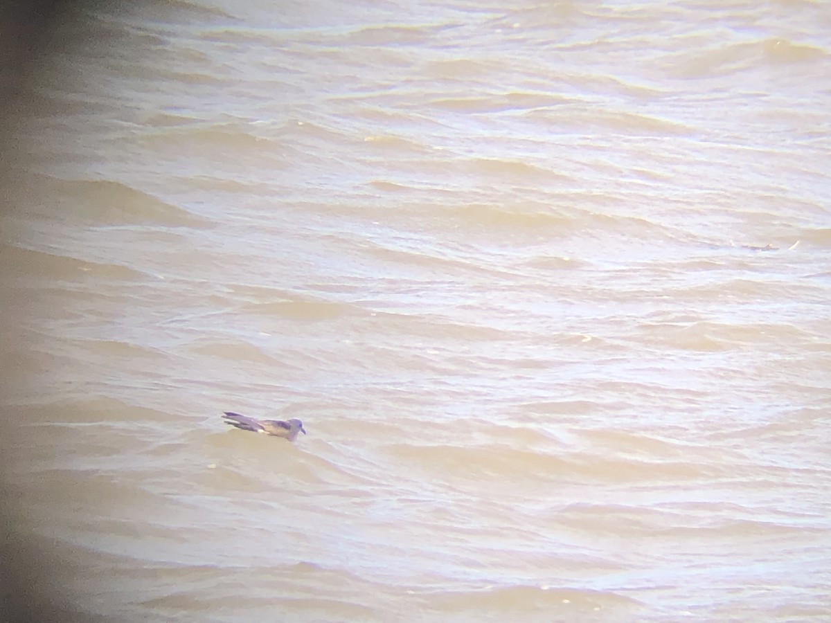 Leach's Storm-Petrel - ML642382922