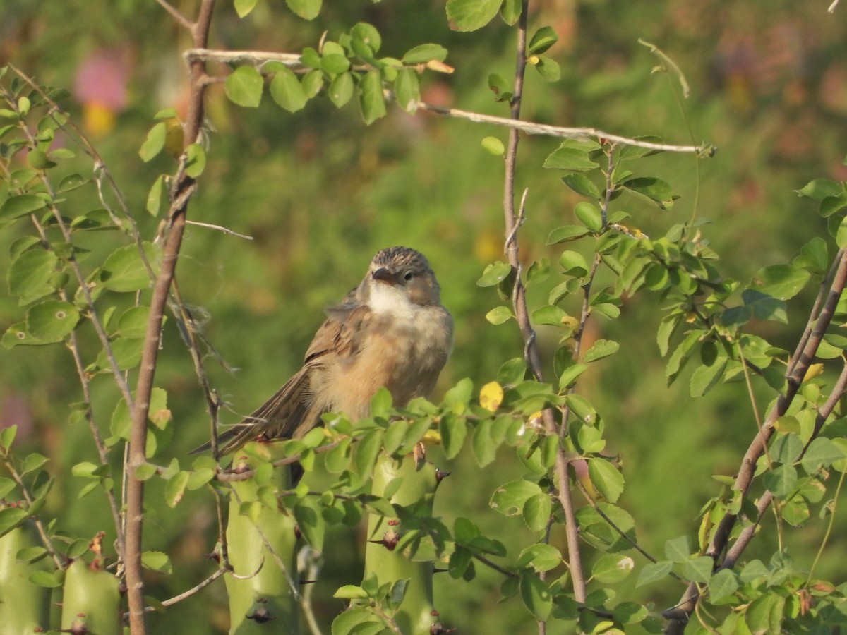 Jungle Babbler - ML642382925
