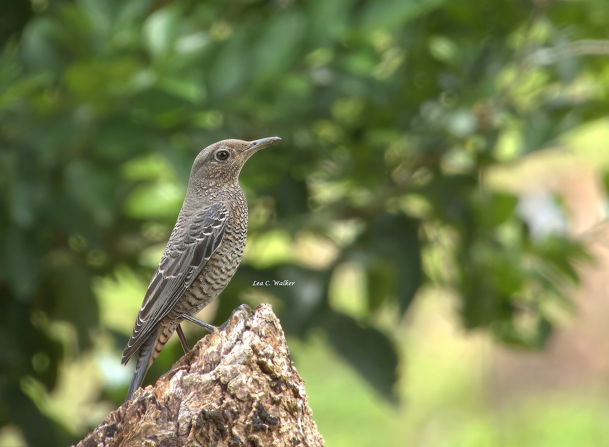 藍磯鶇 - ML642382927