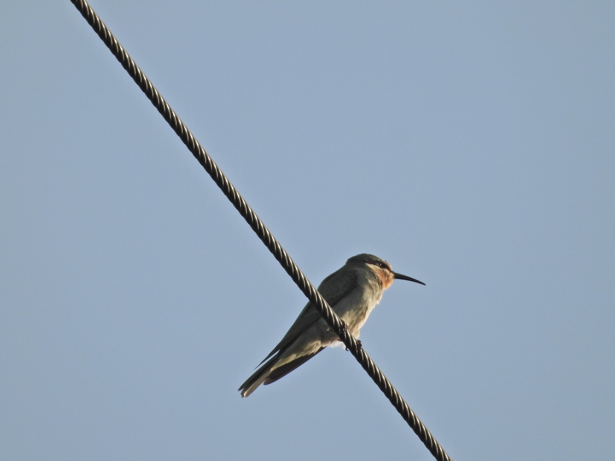 Asian Green Bee-eater - ML642382931