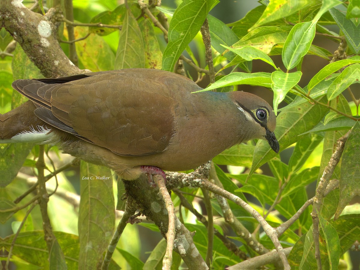 White-eared Brown-Dove - ML642382986