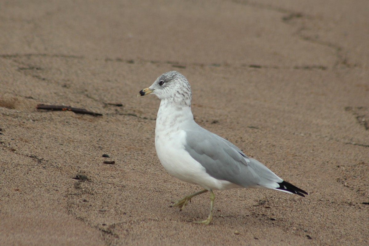 Ring-billed Gull - ML642382988