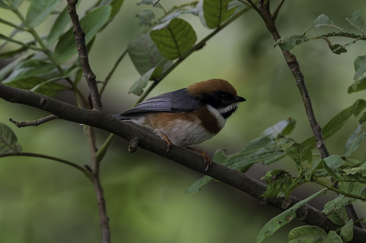 Black-throated Tit - ML642383069